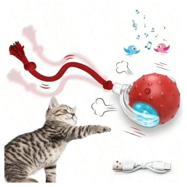 teaser toys (for cats)