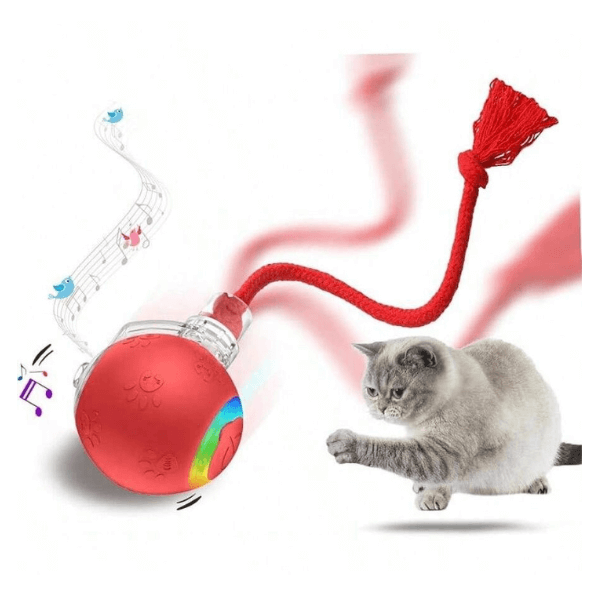 teaser toys (for cats)