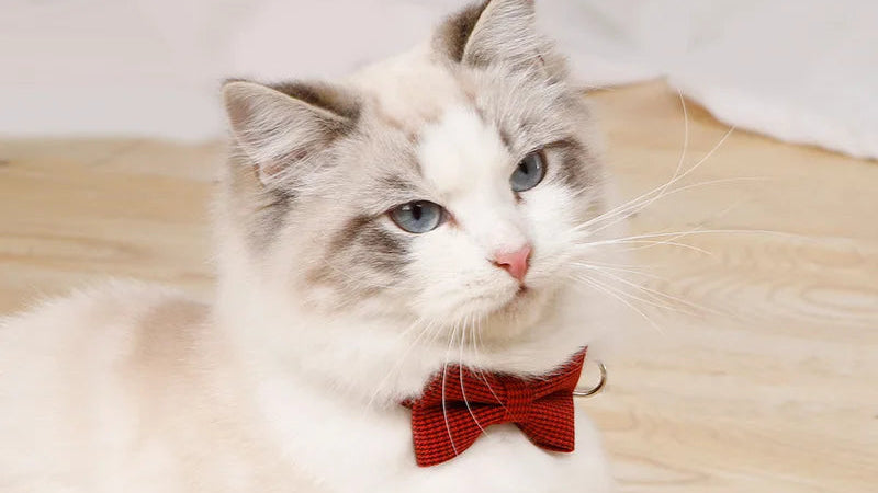 Pet Collar Adjustable Durable Cat Collars Cute Bow Kitten Necklace Soft Bell Puppy Lead Pet Product Cat Dog Accessories